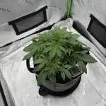 Gorilla Zkittles Auto