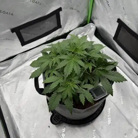 Gorilla Zkittles Auto