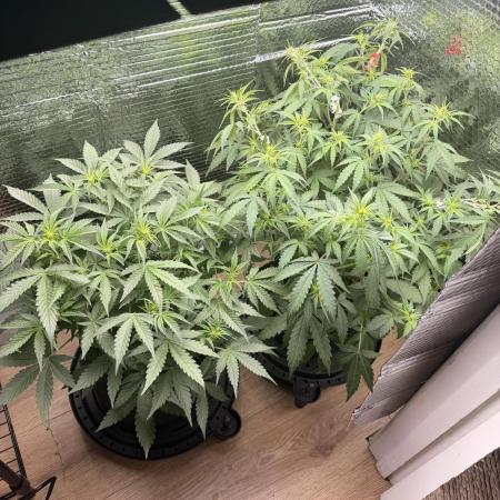 Sticky Mango Auto - Tastebudz Genetics