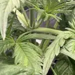 Gorilla Zkittles Auto