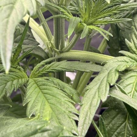 Gorilla Zkittles Auto