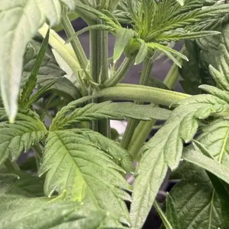 Gorilla Zkittles Auto