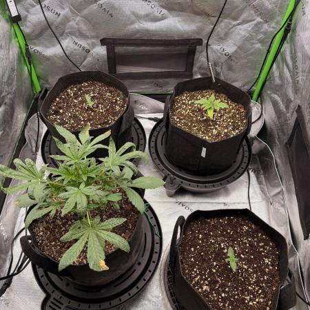 Hash Burger-Seedsupreme.com