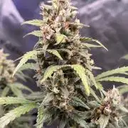 Gorilla Zkittles Auto