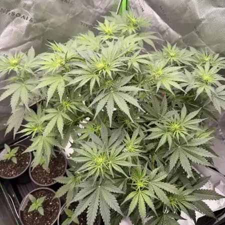 Gorilla Zkittles Auto