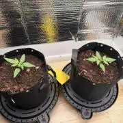 Sticky Mango Auto - Tastebudz Genetics