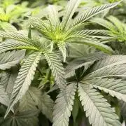 Jixer-Exotic Genetix