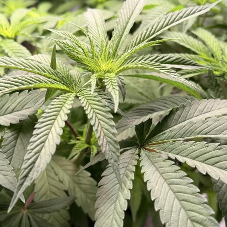 Jixer-Exotic Genetix