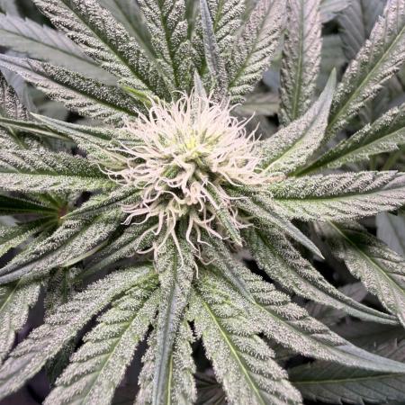 Jixer-Exotic Genetix