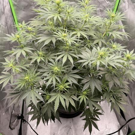 Gorilla Zkittles Auto