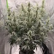 Gorilla Zkittles Auto