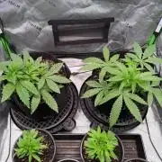 Hash Burger - seedsupreme.com