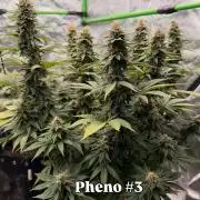 Fast Deisel from izi.farm