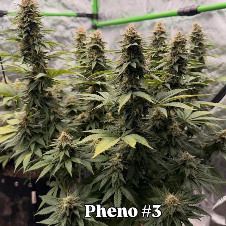 Fast Deisel from izi.farm