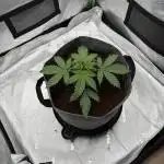 Gorilla Zkittles Auto