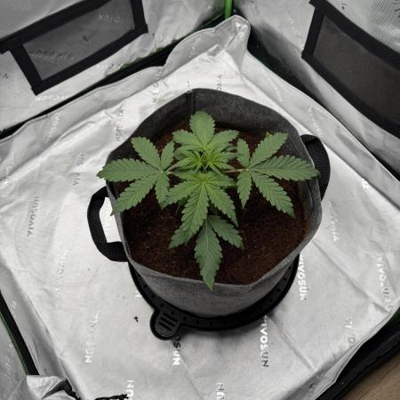Gorilla Zkittles Auto