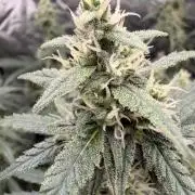Gorilla Zkittles Auto