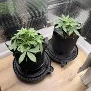 Sticky Mango Auto - Tastebudz Genetics