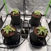 Sticky Braccoli Auto - Zamnesia Seeds