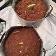 Spearmint Rhino and Jixer-Exotic Genetix