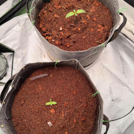 Spearmint Rhino and Jixer-Exotic Genetix