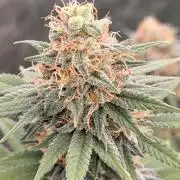 Fast Deisel from izi.farm