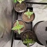 Fast Deisel from izi.farm