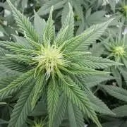 Fast Deisel from izi.farm