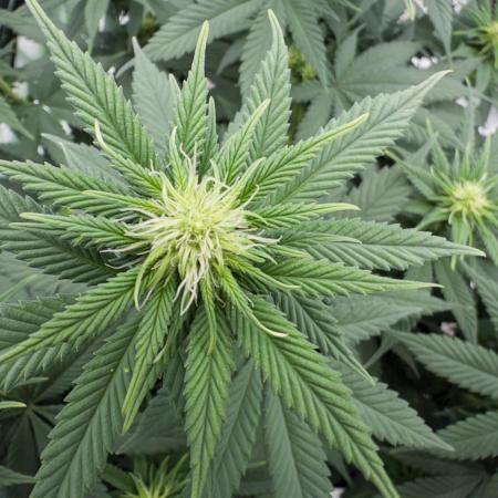 Fast Deisel from izi.farm