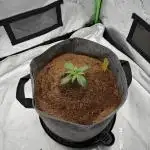 Gorilla Zkittles Auto