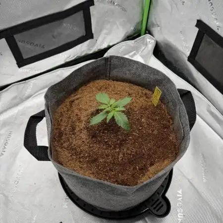 Gorilla Zkittles Auto