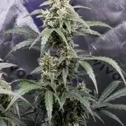 Gorilla Zkittles Auto