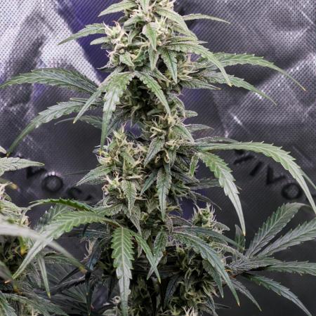 Gorilla Zkittles Auto