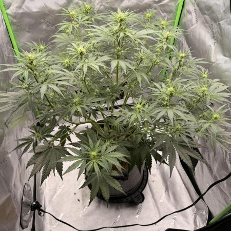 Gorilla Zkittles Auto