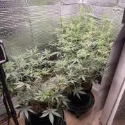 Sticky Mango Auto - Tastebudz Genetics