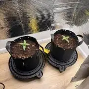 Sticky Mango Auto - Tastebudz Genetics