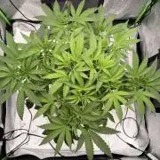 Jixer-Exotic Genetix