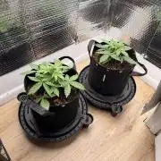 Sticky Mango Auto - Tastebudz Genetics