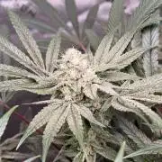 Jixer-Exotic Genetix