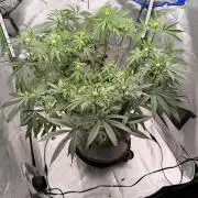 Jixer-Exotic Genetix