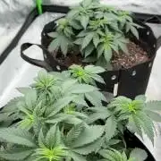 Fast Deisel from izi.farm