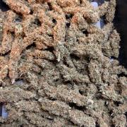 Sticky Mango Auto - Tastebudz Genetics