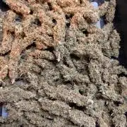 Sticky Mango Auto - Tastebudz Genetics