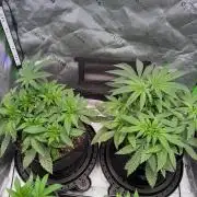 Hash Burger - seedsupreme.com