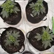 Fast Deisel from izi.farm