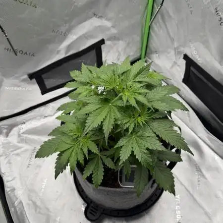 Gorilla Zkittles Auto