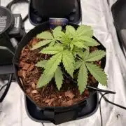 Sticky Braccoli Auto - Zamnesia Seeds