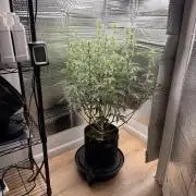 Sticky Mango Auto - Tastebudz Genetics