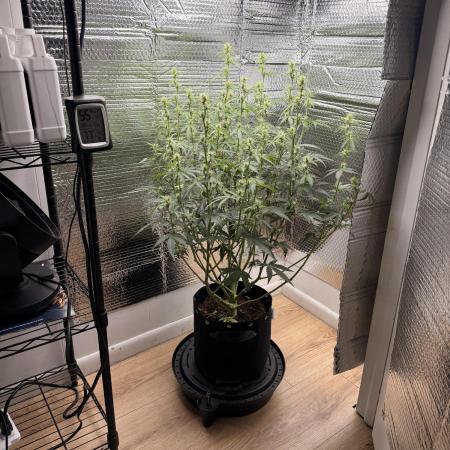 Sticky Mango Auto - Tastebudz Genetics