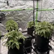 Sticky Braccoli Auto - Eternity Cup 2026